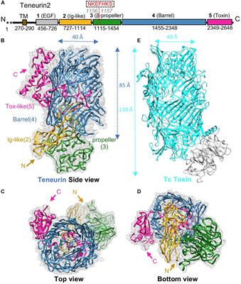 Teneurin Structure: Splice Variants of a Bacterial Toxin Homolog Specifies Synaptic Connections